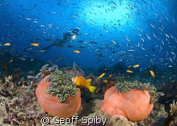 anemones and lots of fish by Geoff Spiby 